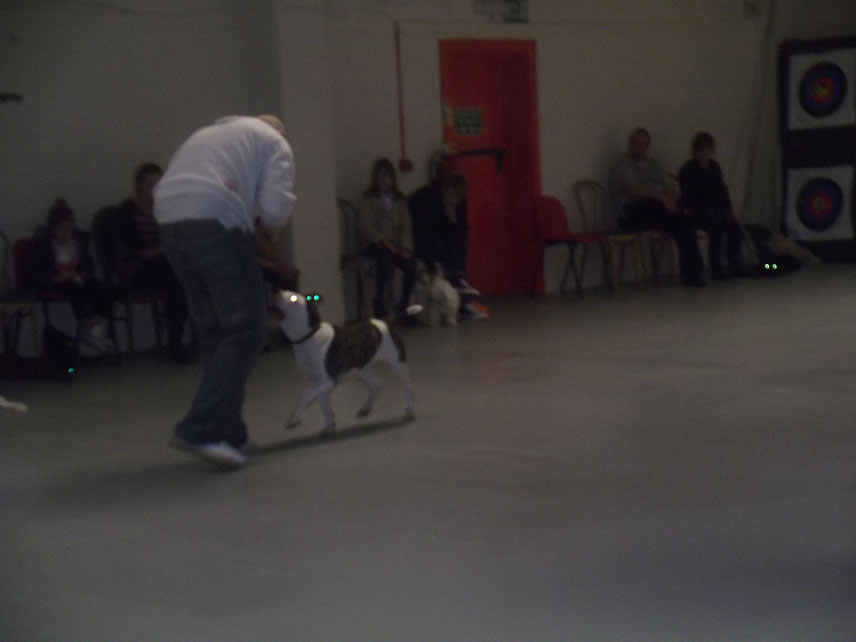 Puppy Training Classes Sheppey, Sittingbourne, Medway Towns, Faversham